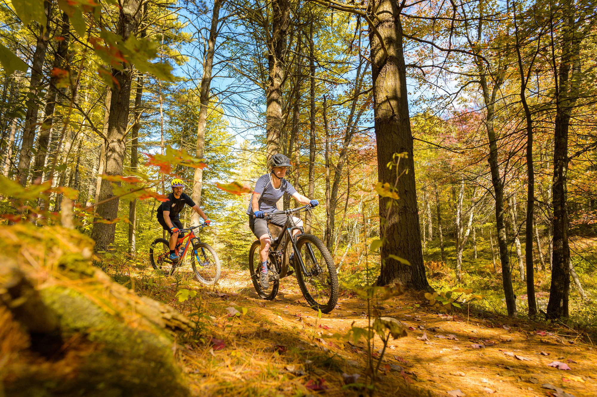 Two mountain bikers ride through the woods in the Adirondacks in the fall. The leaves on the trees filter the sunlight, offering a warm yellow glow.